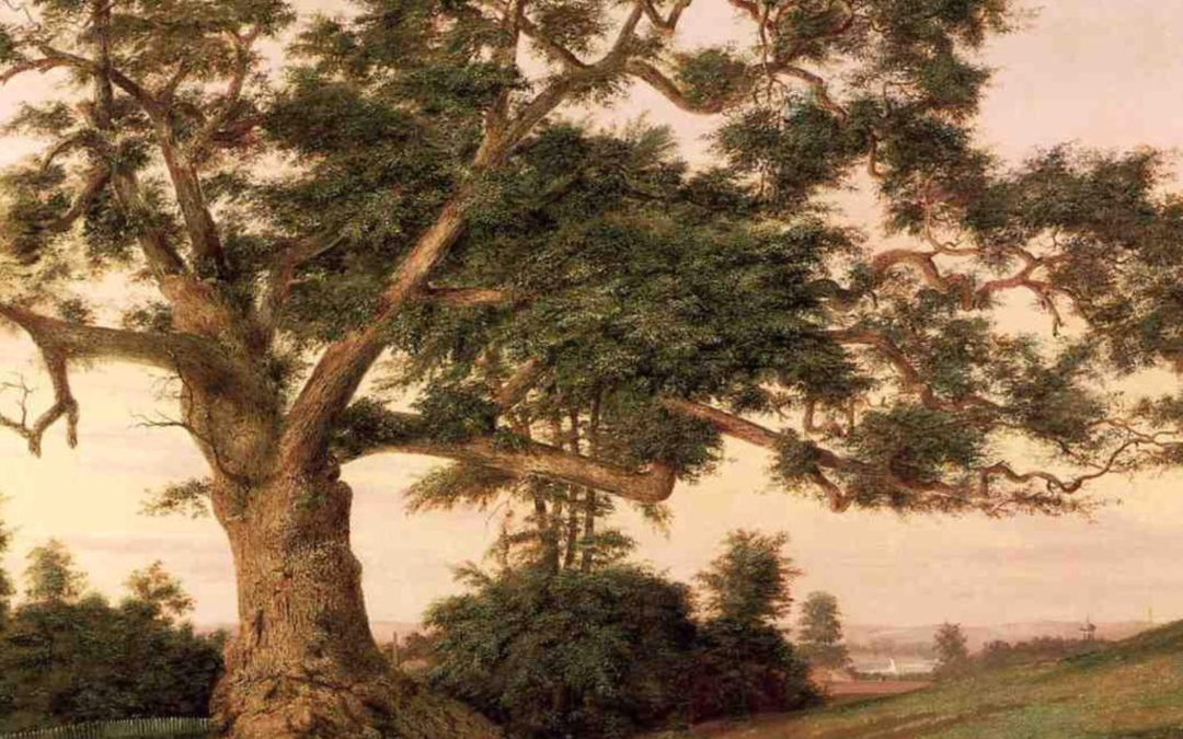 The Chartered Oak