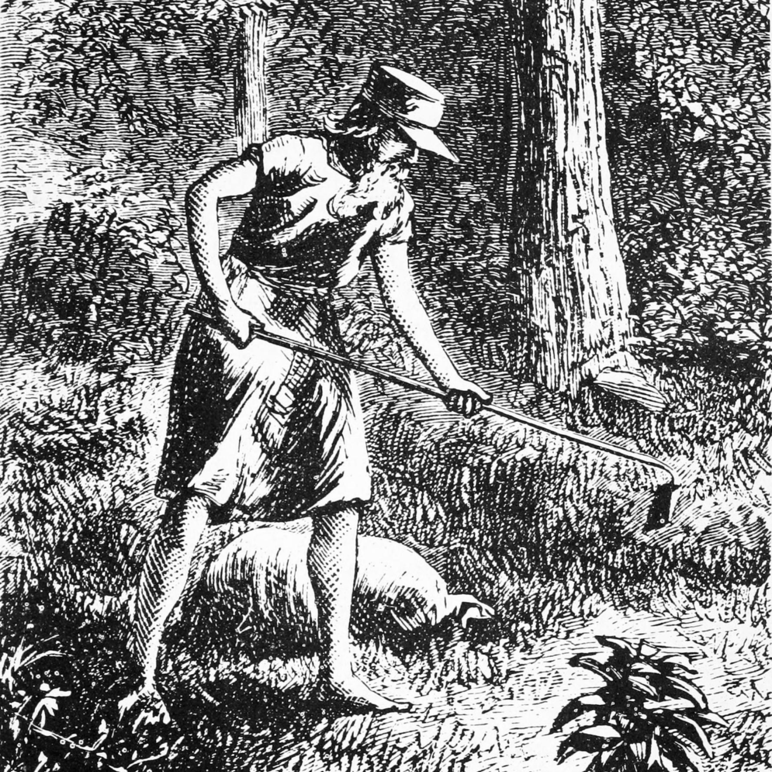 Johnny Appleseed; Unknown author, Public domain, via Wikimedia Commons; 1871; An etching of John Chapman, aka Johnny Appleseed, from Harper's New Monthly Magazine in 1871. According to Pollan in The Botany of Desire, the engraving depicts him "as a sinewy, barefoot figure with a goatish beard," wearing "something that looks . . . like a toga or a dress."